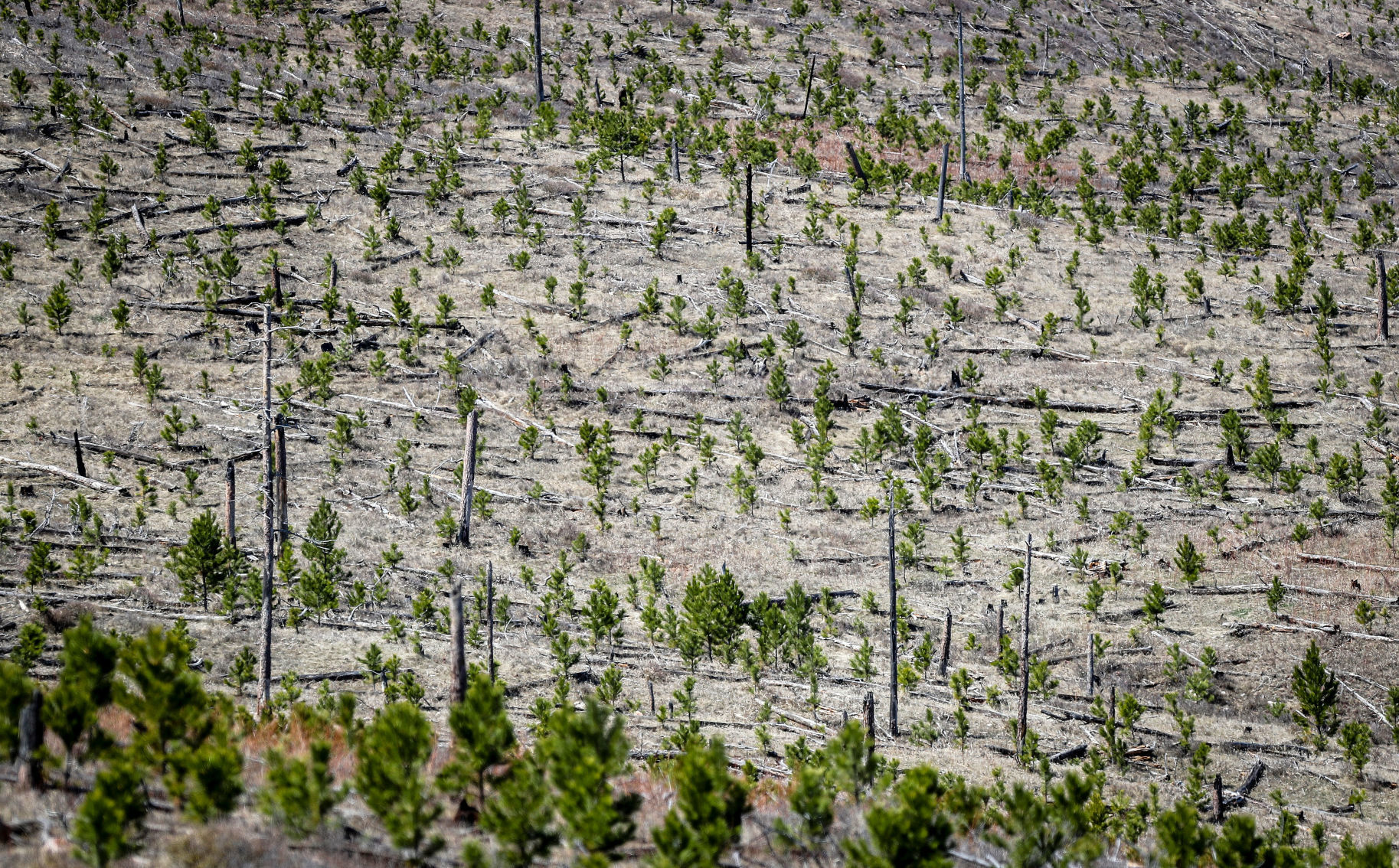 Jasper Fire Tree Planting